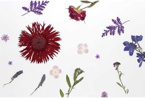 17 Types 30PCS Real Dried Pressed Flowers Bulk Dried Flower for Crafts, Packed DIY Natural Dried Pressed Flowers for Resin Mold Scrapbooking DIY - Image 6