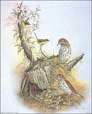 DSC Woodland Songster Birds - Paper Tole 3D Decoupage Craft Kit size 8x10 inches # K8-8138 by DSC