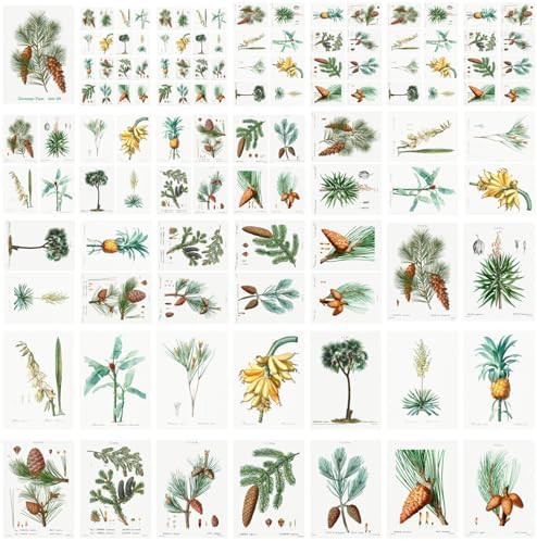 Decoupage Paper Pack (35 Sheets 6"x8") Pretty Diagrams of Pine Trees and Banana Plants FLONZ Vintage Illustration Pictures Cards for Decoupage, Craft and Scrapbooking - Image 4