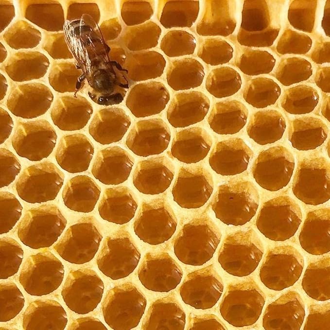 Stakich Yellow Beeswax Block - Natural, Triple Filtered - 1 Pound, Honey Scent