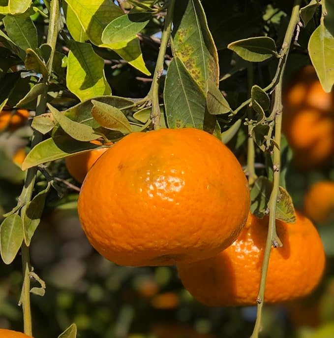 Nature Packaged Orange Essential Oil - Direct from Citrusmade in Sicily- Aceite de Naranja Dulce for Home Care, Skincare $ Aromatherapy - Premium Therapeutic Grade (15ml)