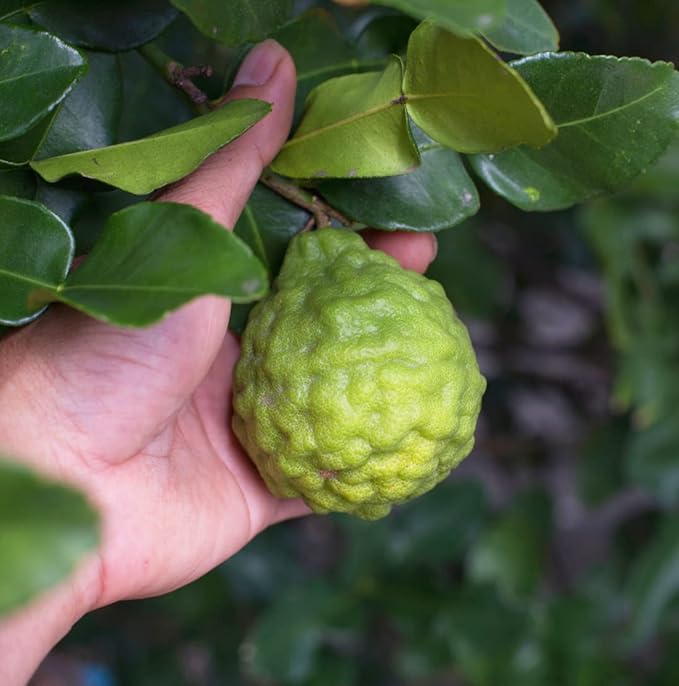 Nature Packaged Bergamot Essential Oil - Direct from Citrusmade in Sicily- Pure Essential Oil for Diffusers and Aromatherapy | 100% Pure Therapeutic Grade (8oz)