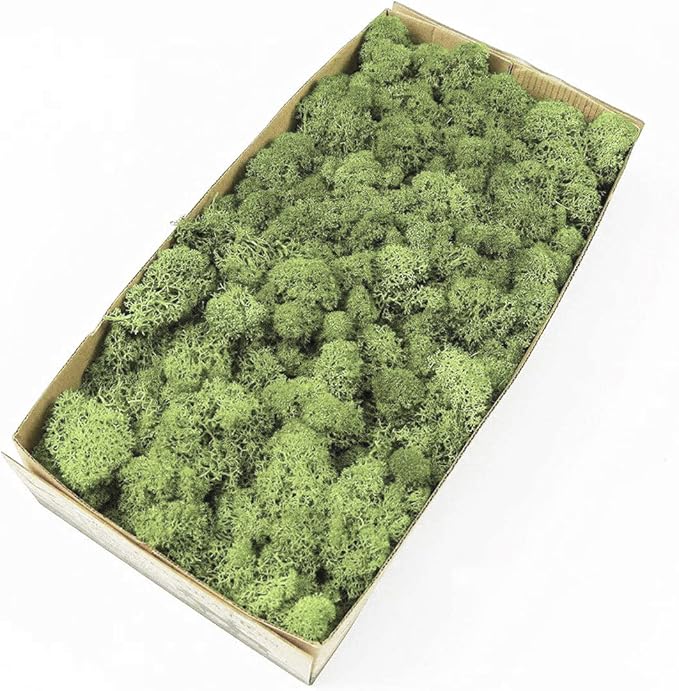 Preserved Reindeer Moss Natural Green DIY Kit Gardenning Art Wall Decor Florist Decor Easter Table Decor Wedding