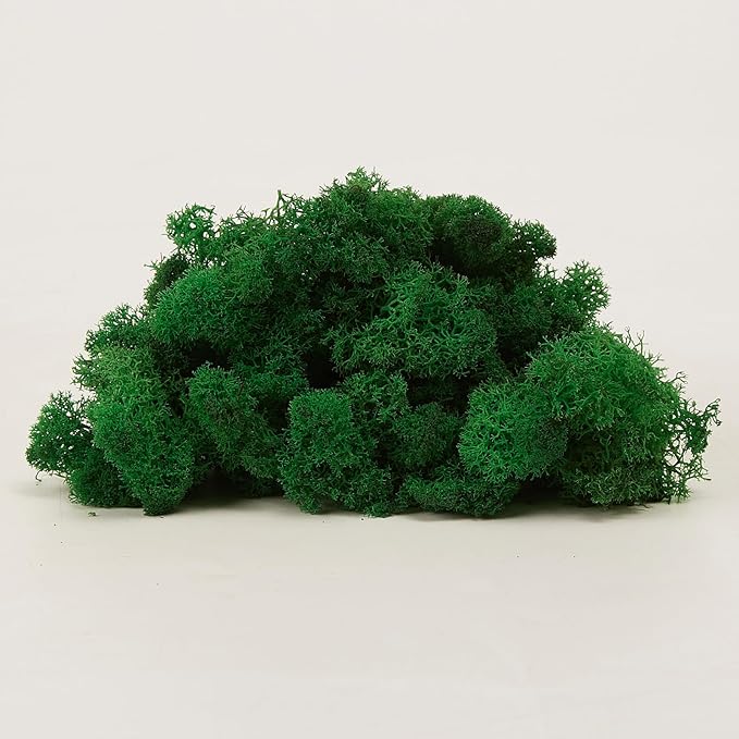 Preserved Reindeer Moss Natural Green DIY Kit Gardenning Art Wall Decor Florist Decor Easter Table Decor Wedding