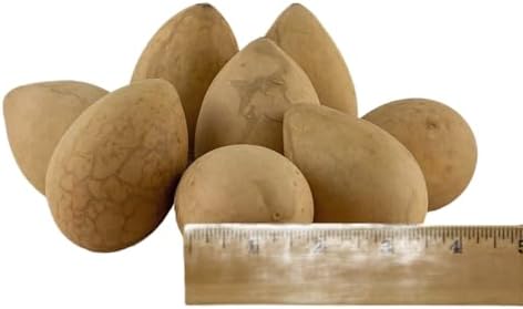 Dried Egg Gourds for Crafts – 50 Natural 2.5–3" Gourds for Painting & DIY by Gourdaments