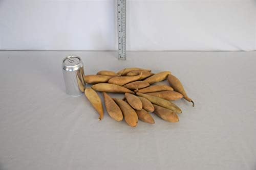 Box of 20 Dried Banana Gourds - Gourds for Crafts and Decorating - Image 3