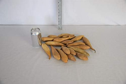 Box of 20 Dried Banana Gourds - Gourds for Crafts and Decorating - Image 3