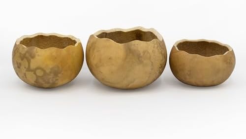Meadowbrooke Gourds Box of 3 Scalloped Cut 3" Gourd Decorative Bowls for Crafting by MeadowbrookeGourds