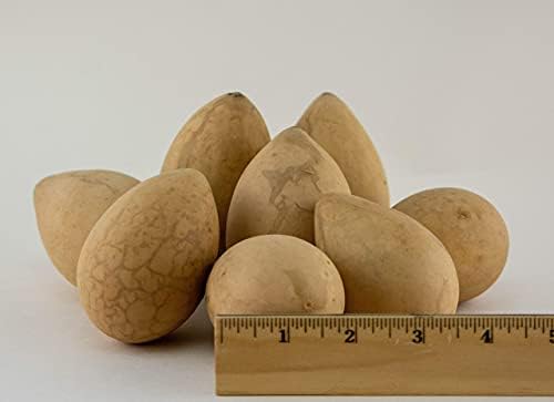 Dried Egg Gourds for Crafts – 50 Natural 2.5–3" Gourds for Painting & DIY - Image 6