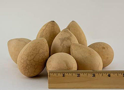 Dried Egg Gourds for Crafts – 50 Natural 2.5–3" Gourds for Painting & DIY - Image 6