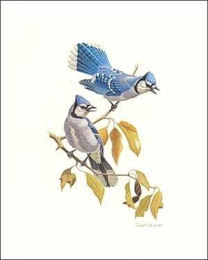DSC Blue Jay Birds Paper Tole 3D Decoupage Craft Kit Size 8x10 inches 8062 (The Additional Pictures Show This Craft Kit Framed in a Shadow Box Frame) by DSC