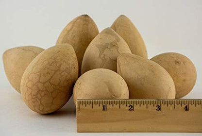 Dried Egg Gourds for Crafts – 50 Natural 2.5–3" Gourds for Painting & DIY - Image 3