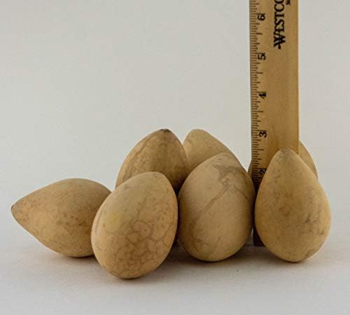 Dried Egg Gourds for Crafts – 50 Natural 2.5–3" Gourds for Painting & DIY - Image 4