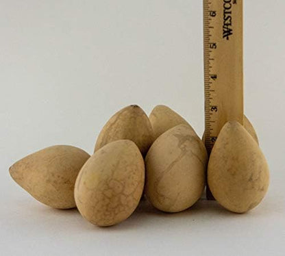 Dried Egg Gourds for Crafts – 50 Natural 2.5–3" Gourds for Painting & DIY - Image 4