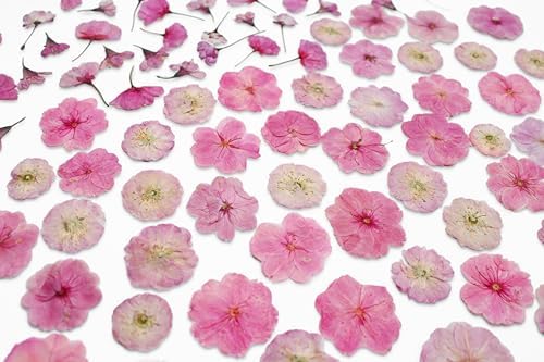 51 Pcs Real Natural Cherry Blossom Dried Pressed Flowers - Delicate Pink Florals for Resin Jewelry, Candle Making, Frame Decor & DIY Craft Projects - Image 6