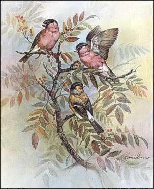 DSC Bullfinches Birds Paper Tole 3D Decoupage Craft Kit Size 8x10 inches K8-8131 by DSC