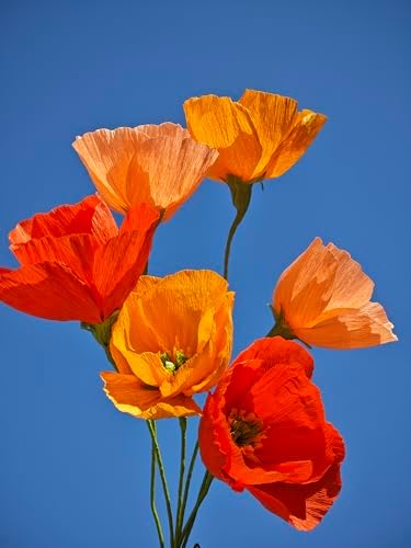 Mybbshower Orange Crepe Paper Poppy Flower DIY Making Kit Home Decoration Table Decor Pack of 24 pcs - Image 5