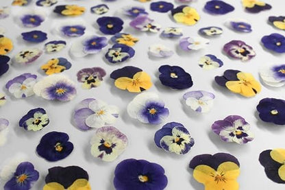 48 Pcs Real Natural Viola Pansy Dried Pressed Flowers - Delicate Multicolor Florals for Resin Jewelry, Candle Making, Frame Decor & DIY Crafts - Image 3