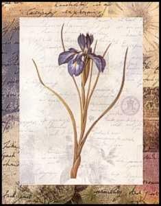 DSC Iris Xphyloides Flowers - Paper Tole 3D Decoupage Craft Kit Size 8x10 inches K8-183 by DSC
