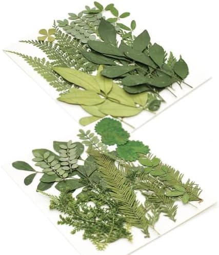 84 Pcs Dried Pressed Leaves Flowers Real Natural Dried Leaves Plant Kit Assorted Dried Greenery for Resin Art DIY Crafts Party Decorations Bookmarks Scrapbooking Candle Soap Making, 20 Types - Image 7