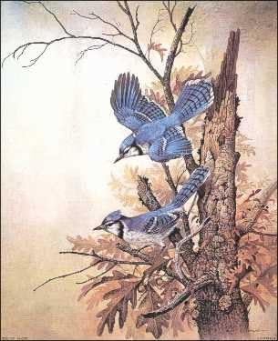 Blue Jay Bird - Graceful Sentinel - Paper Tole 3D Decoupage Craft Kit Size 8x10 inches K8-8137 (The Additional Pictures Show Examples This Craft Kit Assembled and Framed in a Shadow Box Frame) by DSC