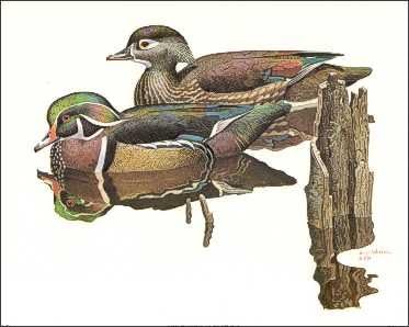 Wood Ducks on The Pond Paper Tole 3D Decoupage Craft Kit Size 8x10 inches K8-433 (The Additional Pictures Show Examples of This Craft Kit Assembled and Framed in a Shadow Box Frame) by DSC