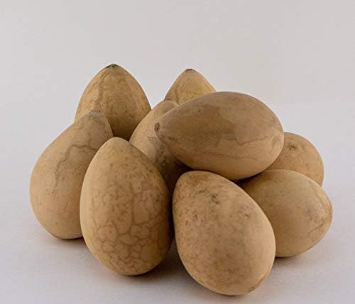 Dried Egg Gourds for Crafts – 50 Natural 2.5–3" Gourds for Painting & DIY - Image 2