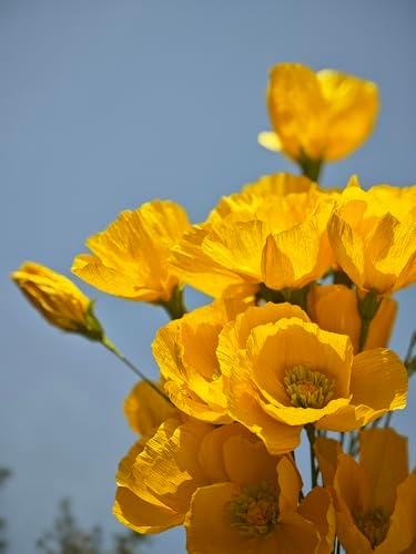 Crepe Paper Poppy Flower DIY Making Kit 24 pcs (Yellow) - Image 5