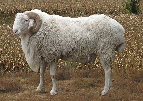 iMongol Carded Lambs Wool Stuffing Batting for Needle Felting, Knitted Crafts, Bright Creations, Pillow Filler, Stuffed Animals, Cushions,Super Clean Fine, Natural White(3.6oz / 100grams) - Image 7