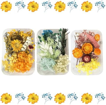 2PCS Dried Flowers Kit, Natural Dried Flowers Kit for DIY Crafts, Scrapbook, Card Making (Style18_24_27) by Unknown