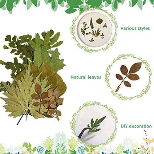 Timtin 84 Pcs Dried Pressed Leaves Flowers for Resin, Classic - Image 2