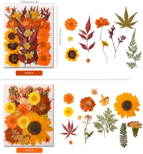 5 Packs 140 Pressed Dried Flowers & Leaves, Fall - Image 2