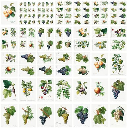Decoupage Paper Pack (35 Sheets 6"x8") Diagrams of Lush Grapes and Other Fruits FLONZ Vintage Illustration Pictures Cards for Decoupage, Craft and Scrapbooking - Image 4