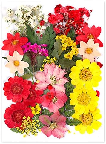 Augshy Dried Pressed Flowers, Natural Resin Flowers, Real Mixed Color Pressed Flowers, Colorful Dry Flowers for Resin Jewelry Nail Art Craft DIY by Augshy