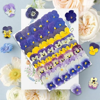 48 Pcs Real Natural Viola Pansy Dried Pressed Flowers - Delicate Multicolor Florals for Resin Jewelry, Candle Making, Frame Decor & DIY Crafts - Image 6