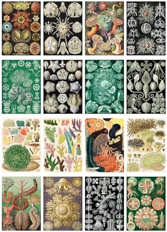 Decoupage Paper Pack (35 Sheets 6"x8") Incredible Sea Shells and Ocean Plants FLONZ Vintage Illustration Pictures Cards for Decoupage, Craft and Scrapbooking - Image 2