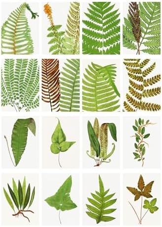 Decoupage Paper Pack (35 Sheets 6"x8") Lush Ferns and Other Forest Plants FLONZ Vintage Illustration Pictures Cards for Decoupage, Craft and Scrapbooking - Image 2