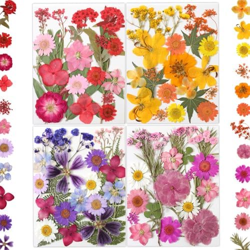 LUXEEASE 80P Yellow Red Pink Blue Dried Pressed Flowers by LUXEEASE