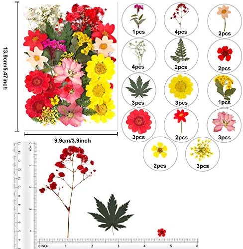 Augshy Dried Pressed Flowers, Natural Resin Flowers, Real Mixed Color Pressed Flowers, Colorful Dry Flowers for Resin Jewelry Nail Art Craft DIY - Image 2