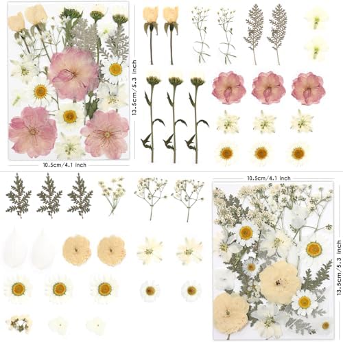 LUXEEASE 80P White Pink Dried Pressed Flowers - Image 3