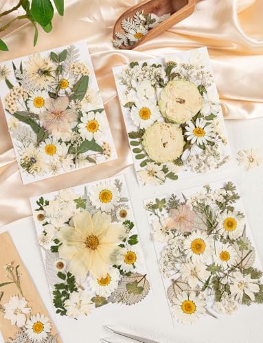 100pcs White and Light Yellow Dried Pressed Flowers Bulk, Natural Fall Pressed Dried Flowers with Tweezer for DIY Crafts Resin Mold Candles Cake Bridal Scrapbooking Supplies - Image 3