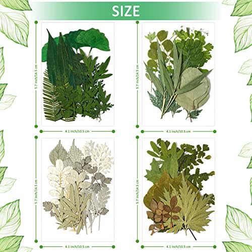 Timtin 84 Pcs Dried Pressed Leaves Flowers for Resin, Classic - Image 5