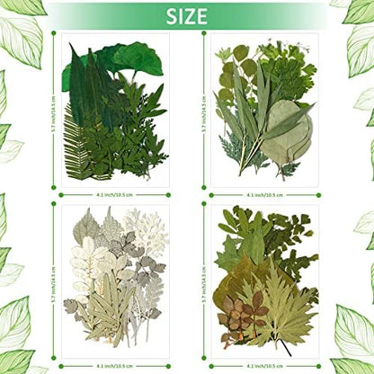 Timtin 84 Pcs Dried Pressed Leaves Flowers for Resin, Classic - Image 5