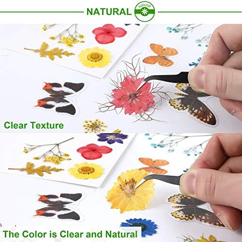 Augshy Real Dried Pressed Flower Set with Butterfly Transparent Stickers Scrapbook Decals Natural Dried Flowers Leaves with Tweezers for Resin Supplies DIY Candle Jewellery Making - Image 4