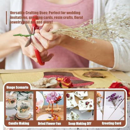 6 Color Themes Natural Dried Flowers Small Real Dry Flower for Resin, Soap Making, Greeting Cards, Craft Projects - Image 3