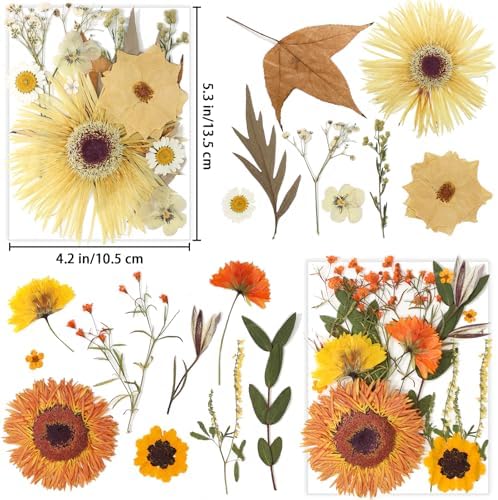 34 Types 60PCS Real Dried Pressed Flowers Leaf Plant Herbarium for DIY Resin Jewelry Making Floral Decors Candle Soap Scrapbook Supplies Card - Image 2