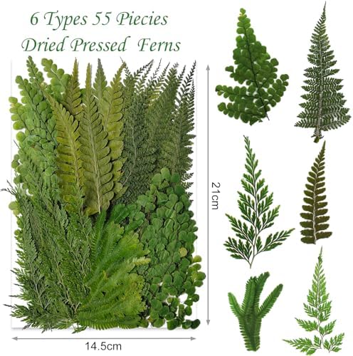 55 Pcs Green Leaves Ferns Dried Pressed Flowers for Crafts,Real Nature Dry Flower Bulk for Resin Jewelry Making Candle Making Frame Decoration Art Floral Decors - Image 2