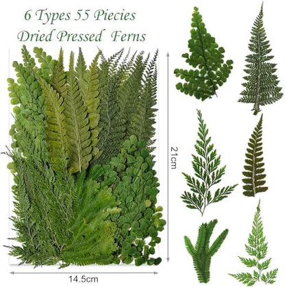 55 Pcs Green Leaves Ferns Dried Pressed Flowers for Crafts,Real Nature Dry Flower Bulk for Resin Jewelry Making Candle Making Frame Decoration Art Floral Decors - Image 2