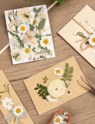 100pcs White and Light Yellow Dried Pressed Flowers Bulk, Natural Fall Pressed Dried Flowers with Tweezer for DIY Crafts Resin Mold Candles Cake Bridal Scrapbooking Supplies - Image 7