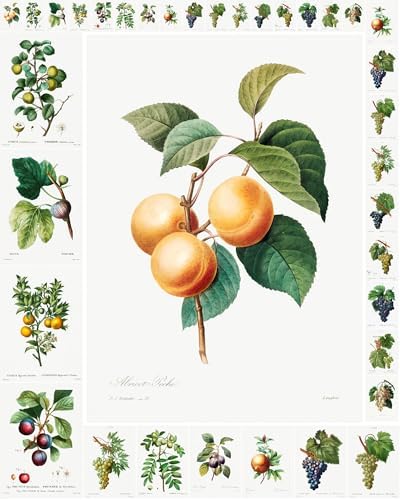 Decoupage Paper Pack (35 Sheets 6"x8") Diagrams of Lush Grapes and Other Fruits FLONZ Vintage Illustration Pictures Cards for Decoupage, Craft and Scrapbooking by FLONZCRAFT